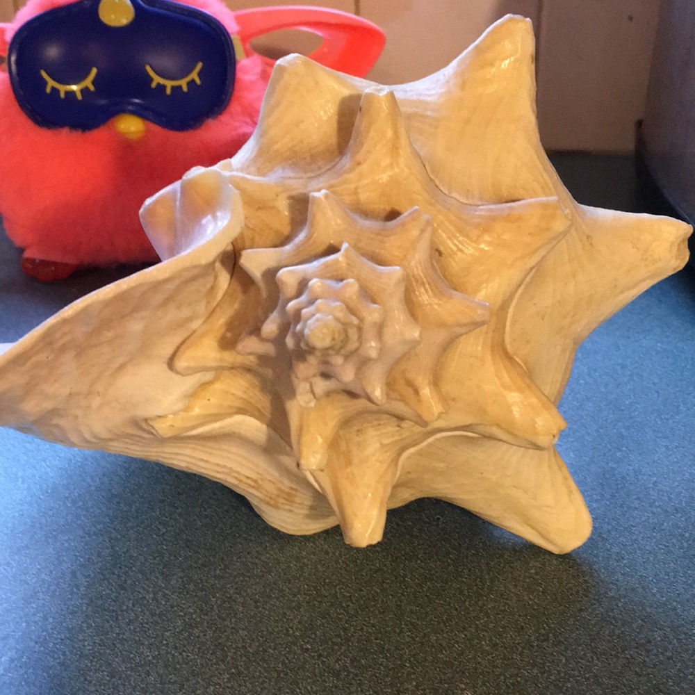 Seashell - Picture 5 of 8